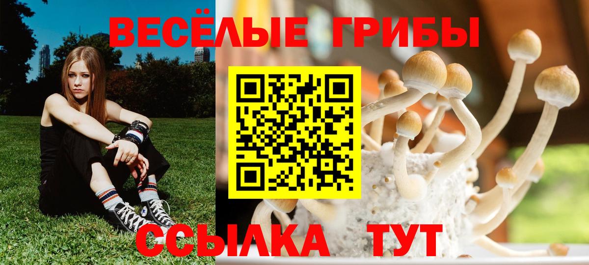 где купить   Галлюциногенные грибы MAGIC MUSHROOMS  Вход с VPN  Ижевск 